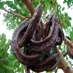 Keçi Boynuzu, Doğal-Ballı Boynuz 1 Kg