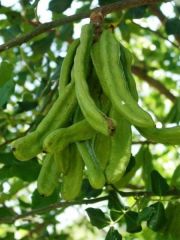 Keçi Boynuzu, Doğal-Ballı Boynuz 1 Kg