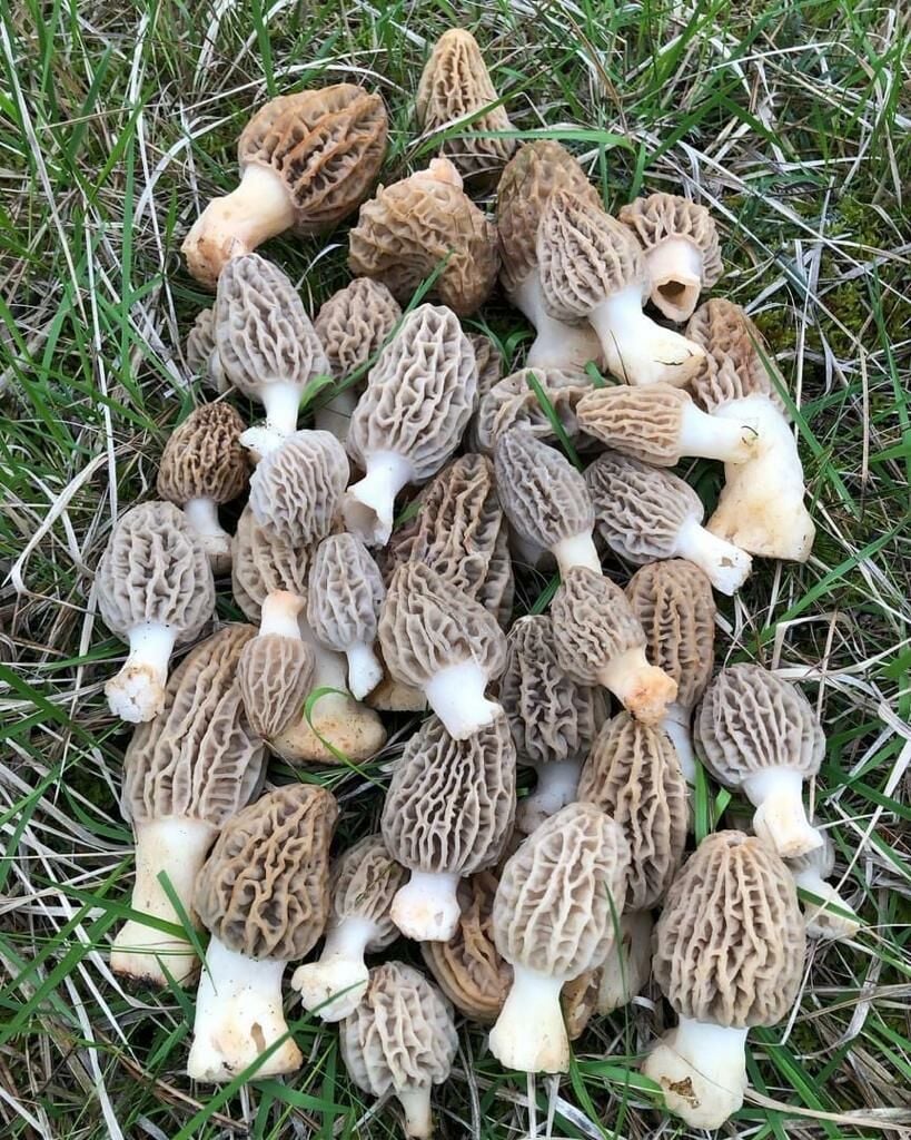 Kuzugöbeği Mantarı 500G Taze ürün *Sınırlı Stok
